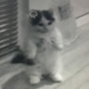 Meet your Posher, Alexa